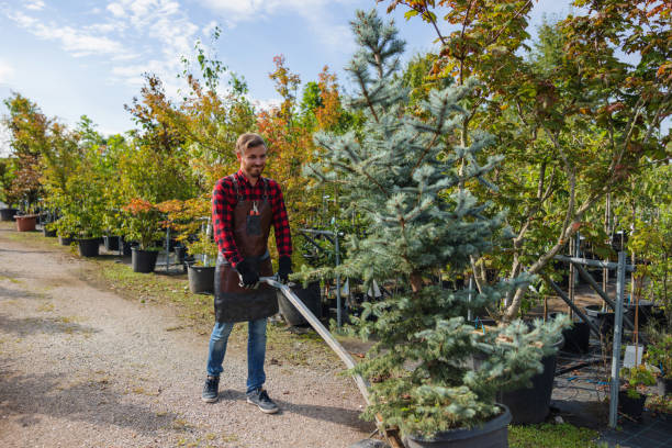 The Steps Involved in Our Tree Care Process in Goulds, FL